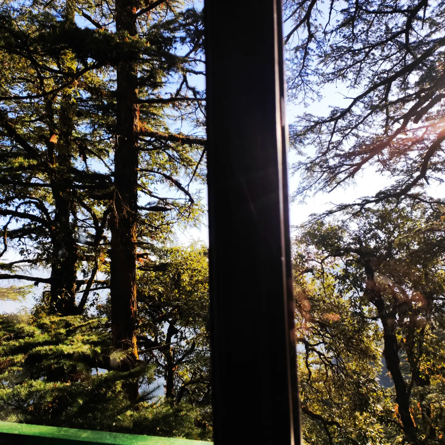 Sunlight passing through pine branches, photographed from a window.