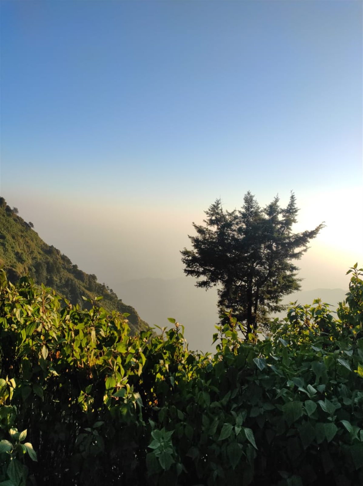 A pine tree and hillside fading into warm evening haze.